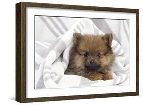 Dwarf Spitz Puppy-null-Framed Photographic Print