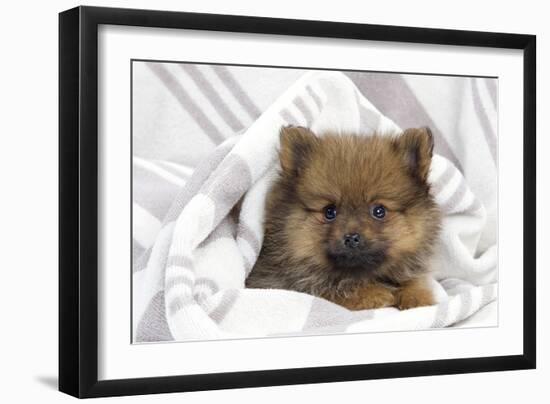 Dwarf Spitz Puppy-null-Framed Photographic Print