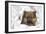 Dwarf Spitz Puppy-null-Framed Photographic Print