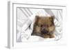 Dwarf Spitz Puppy-null-Framed Photographic Print