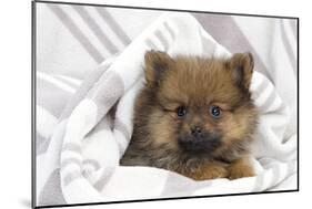 Dwarf Spitz Puppy-null-Mounted Photographic Print