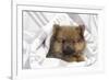 Dwarf Spitz Puppy-null-Framed Photographic Print