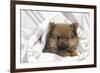 Dwarf Spitz Puppy-null-Framed Photographic Print