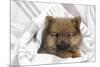 Dwarf Spitz Puppy-null-Mounted Photographic Print