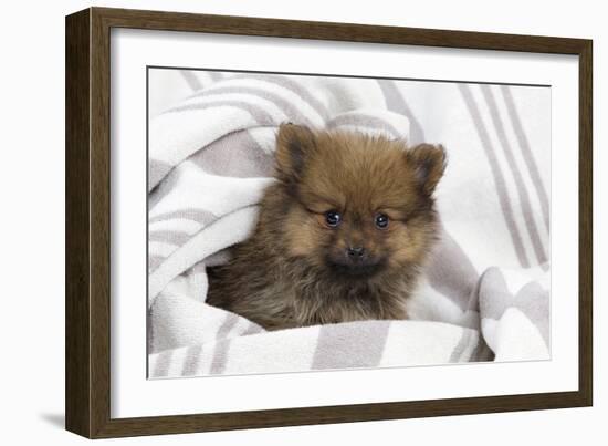 Dwarf Spitz Puppy-null-Framed Photographic Print