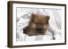 Dwarf Spitz Puppy-null-Framed Photographic Print