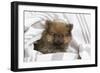 Dwarf Spitz Puppy-null-Framed Photographic Print