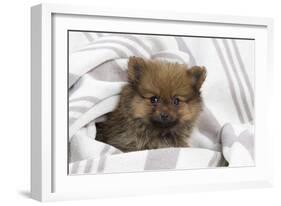 Dwarf Spitz Puppy-null-Framed Photographic Print