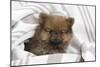 Dwarf Spitz Puppy-null-Mounted Photographic Print