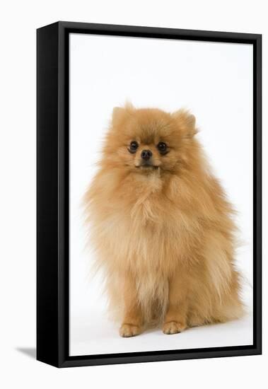 Dwarf Spitz-null-Framed Stretched Canvas