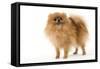 Dwarf Spitz-null-Framed Stretched Canvas