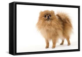 Dwarf Spitz-null-Framed Stretched Canvas