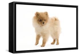 Dwarf Spitz-null-Framed Stretched Canvas