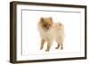 Dwarf Spitz-null-Framed Photographic Print