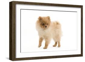 Dwarf Spitz-null-Framed Photographic Print