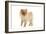 Dwarf Spitz-null-Framed Photographic Print