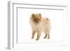 Dwarf Spitz-null-Framed Photographic Print