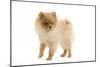 Dwarf Spitz-null-Mounted Photographic Print