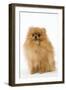 Dwarf Spitz-null-Framed Photographic Print