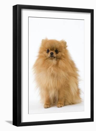 Dwarf Spitz-null-Framed Photographic Print