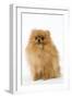 Dwarf Spitz-null-Framed Photographic Print