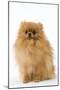 Dwarf Spitz-null-Mounted Photographic Print