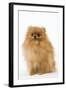 Dwarf Spitz-null-Framed Photographic Print