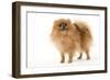 Dwarf Spitz-null-Framed Photographic Print