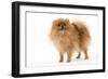 Dwarf Spitz-null-Framed Photographic Print