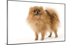 Dwarf Spitz-null-Mounted Photographic Print