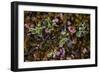 Dwarf Willow (Salix Herbacea) and Alpine Azalea (Loiseleuria Procumbens) Flowering, Iceland, June-Bergmann-Framed Photographic Print