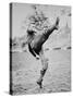 Dwight D. Eisenhower as a Cadet Footballer at West Point Academy, New York, 1912 (B/W Photo)-American Photographer-Stretched Canvas