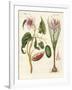 Dye Plants-null-Framed Giclee Print