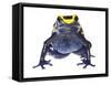 Dyeing Poison Frog (Dendrobates Tinctorius) Captive-Jp Lawrence-Framed Stretched Canvas