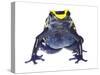 Dyeing Poison Frog (Dendrobates Tinctorius) Captive-Jp Lawrence-Stretched Canvas