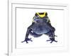 Dyeing Poison Frog (Dendrobates Tinctorius) Captive-Jp Lawrence-Framed Photographic Print