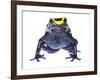 Dyeing Poison Frog (Dendrobates Tinctorius) Captive-Jp Lawrence-Framed Photographic Print