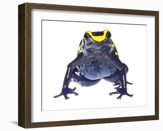 Dyeing Poison Frog (Dendrobates Tinctorius) Captive-Jp Lawrence-Framed Photographic Print