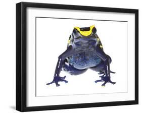 Dyeing Poison Frog (Dendrobates Tinctorius) Captive-Jp Lawrence-Framed Photographic Print