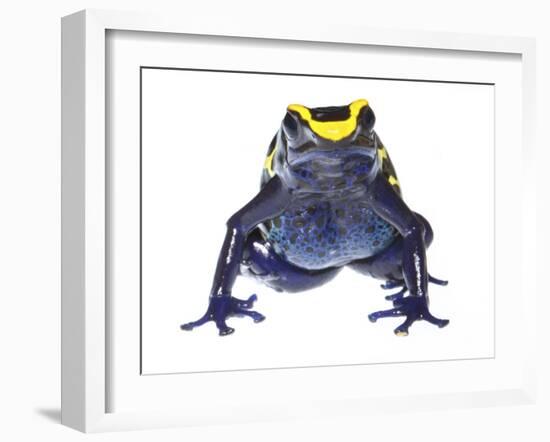 Dyeing Poison Frog (Dendrobates Tinctorius) Captive-Jp Lawrence-Framed Photographic Print