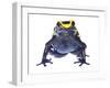 Dyeing Poison Frog (Dendrobates Tinctorius) Captive-Jp Lawrence-Framed Photographic Print