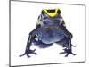 Dyeing Poison Frog (Dendrobates Tinctorius) Captive-Jp Lawrence-Mounted Photographic Print