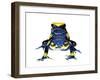 Dyeing Poison Frog (Dendrobates Tinctorius) Captive-Jp Lawrence-Framed Photographic Print