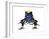 Dyeing Poison Frog (Dendrobates Tinctorius) Captive-Jp Lawrence-Framed Photographic Print