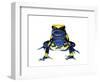 Dyeing Poison Frog (Dendrobates Tinctorius) Captive-Jp Lawrence-Framed Photographic Print