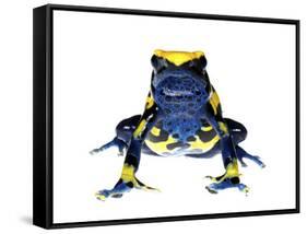 Dyeing Poison Frog (Dendrobates Tinctorius) Captive-Jp Lawrence-Framed Stretched Canvas