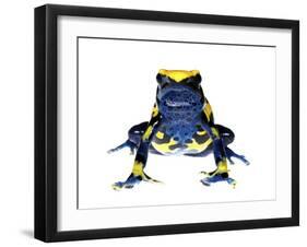 Dyeing Poison Frog (Dendrobates Tinctorius) Captive-Jp Lawrence-Framed Premium Photographic Print