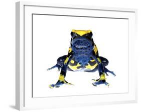 Dyeing Poison Frog (Dendrobates Tinctorius) Captive-Jp Lawrence-Framed Photographic Print