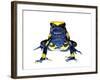 Dyeing Poison Frog (Dendrobates Tinctorius) Captive-Jp Lawrence-Framed Photographic Print