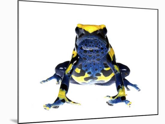 Dyeing Poison Frog (Dendrobates Tinctorius) Captive-Jp Lawrence-Mounted Photographic Print